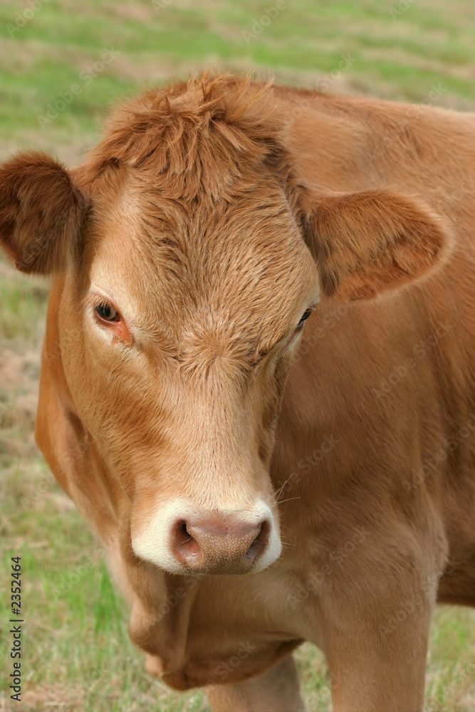 brown cow