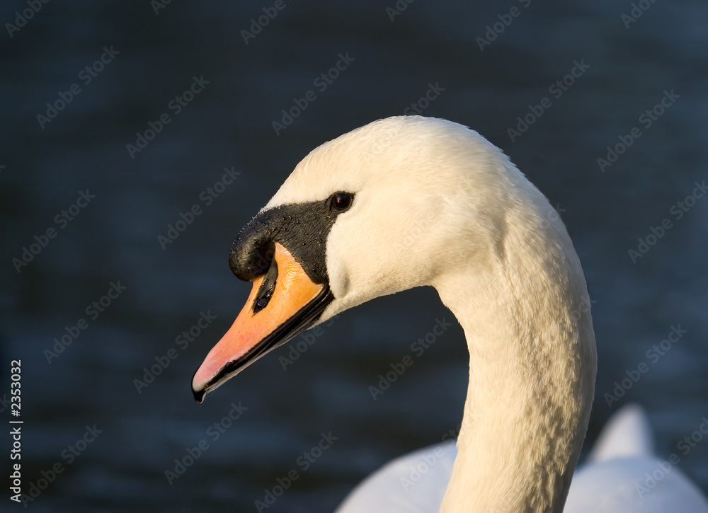 swan profile swan profile