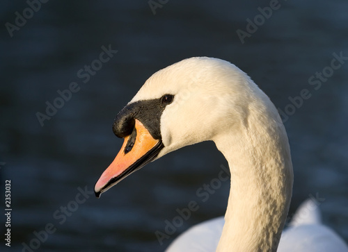 swan profile