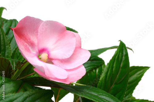 pink impatiens photo