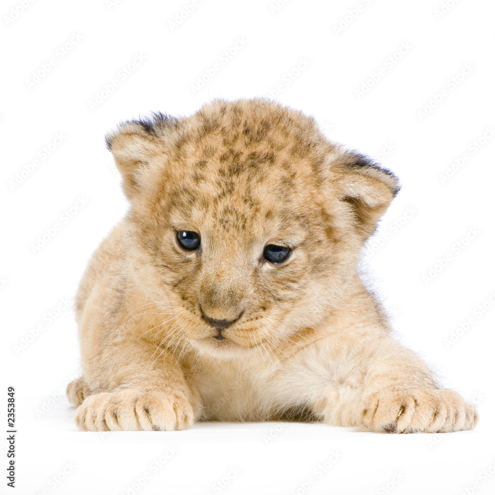 lionceau de 3 semaines