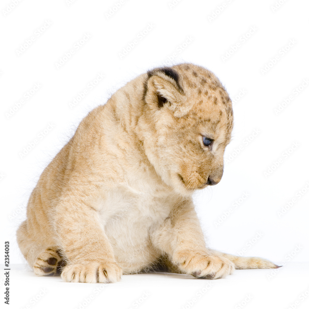 Obraz premium lionceau de 3 semaines