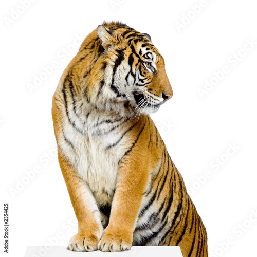 Tablou pe pânză tigre ses pattes avant