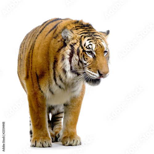 tigre debout