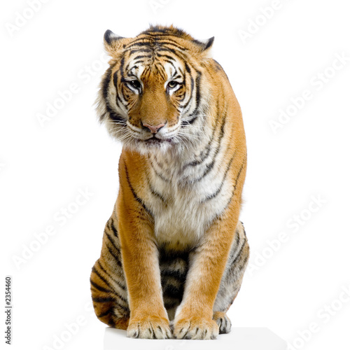 tigre assis sur son socle