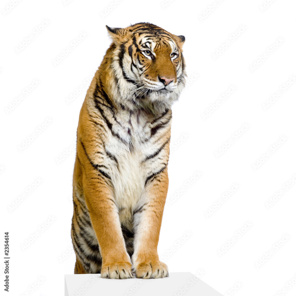 Fototapeta premium tygrys jego przednie łapy