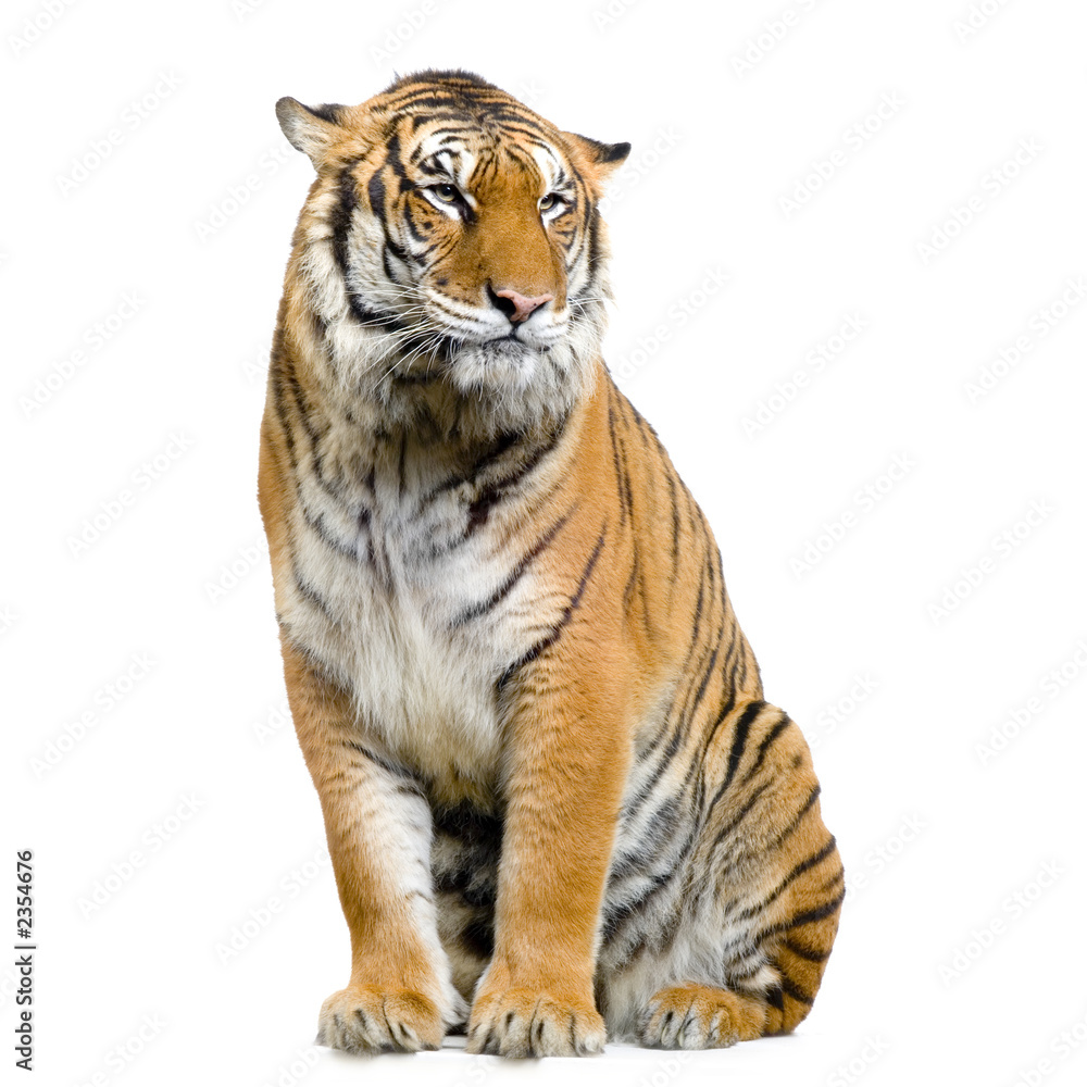 Fototapeta premium tygrys siedzący na cokole