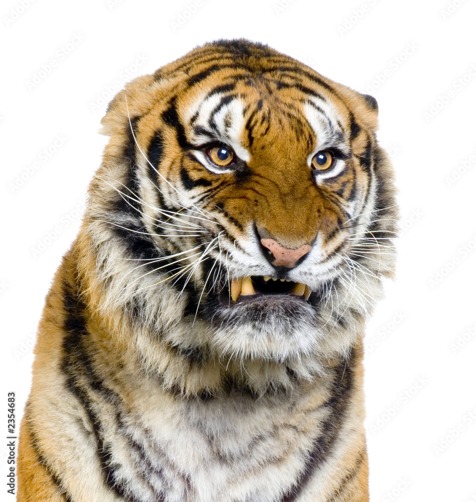 Fototapeta premium close-up d'un tigre agressif