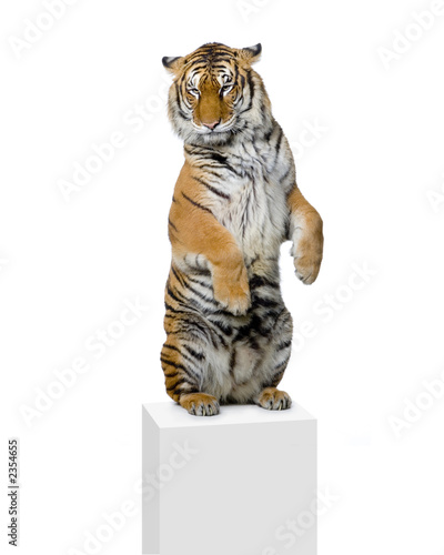 Fotografie tigre debout sur ses pattes arrières