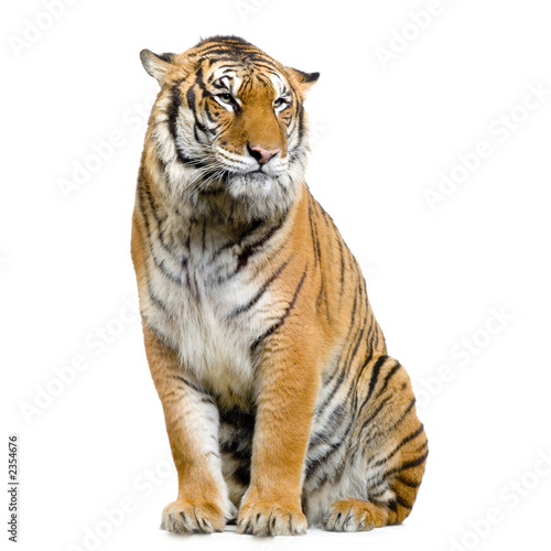 tigre assis sur son socle