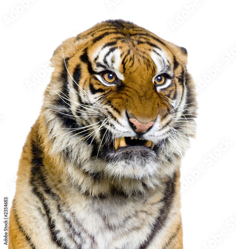 Fototapeta Naklejka Na Ścianę i Meble -  close-up d'un tigre agressif
