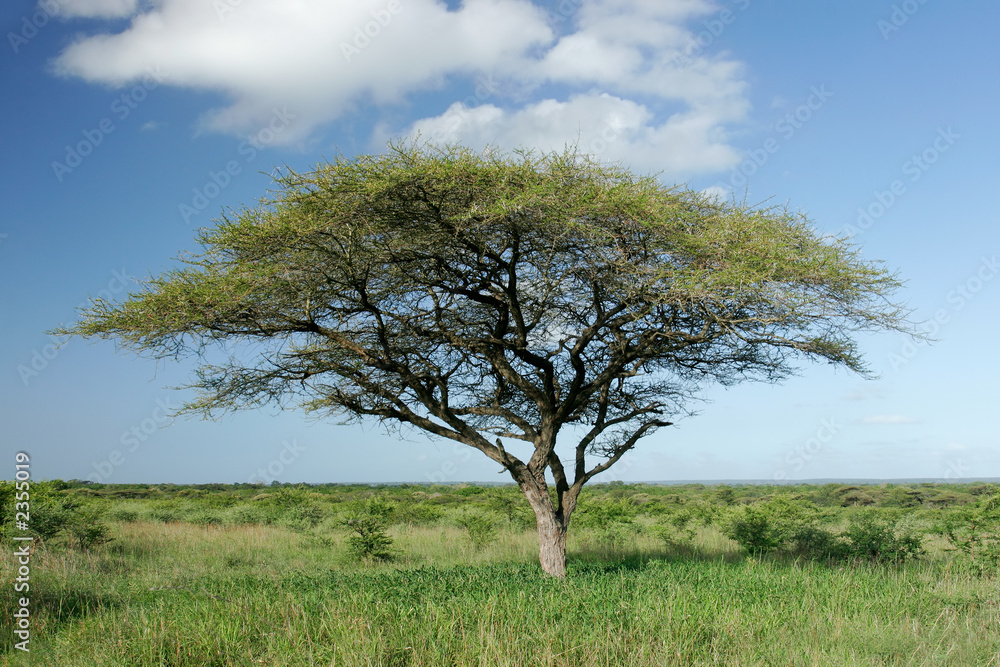 african acacia tree african acacia tree