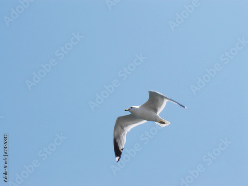 seagull in flight © tvalle