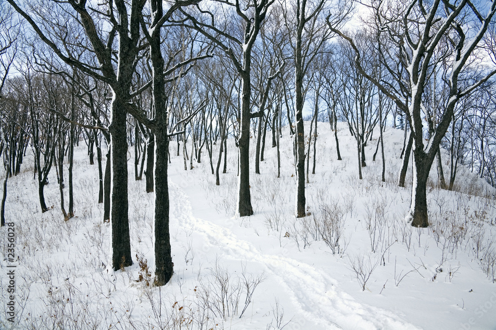 winter forest winter forest