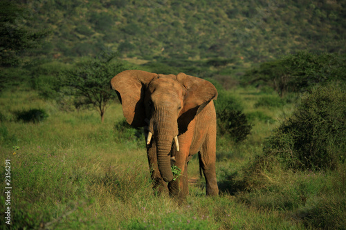 Slika na platnu elephant with ears flapping