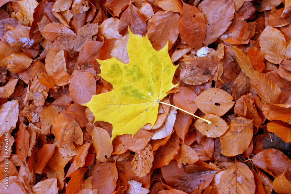 Obraz premium autumn individualist