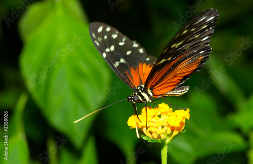  beautiful butterfly © Eric Gevaert