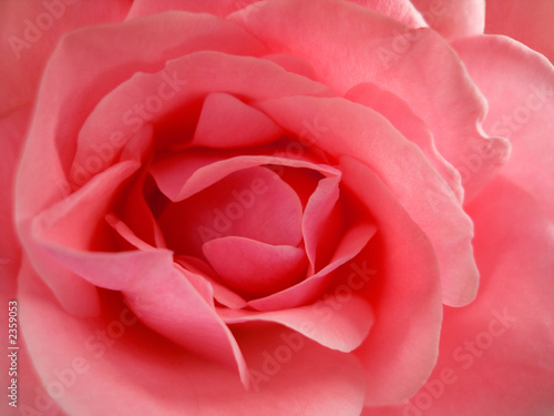 beauty pink rose