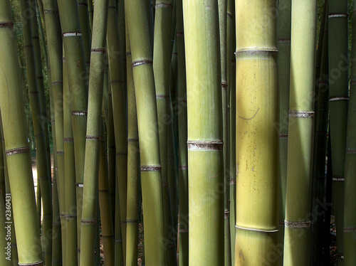 Fototapeta Naklejka Na Ścianę i Meble -  bambuswald 2