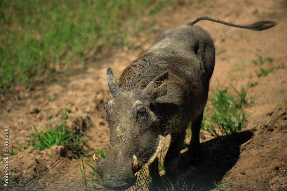 Fototapeta premium warthog