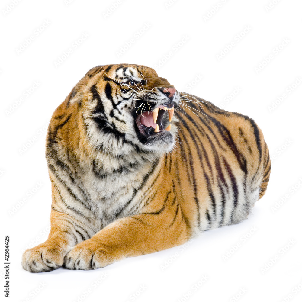 Obraz premium tigre couché