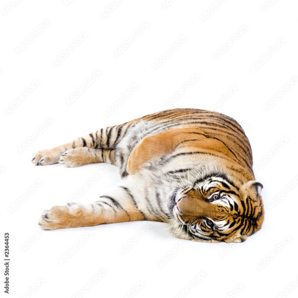 tigre couché Stock Photo | Adobe Stock