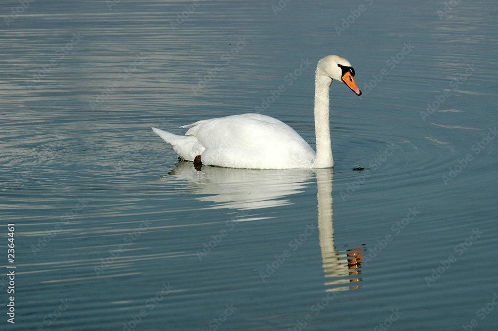 schwan schwan