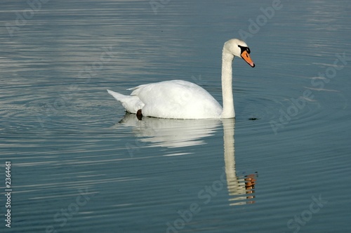 schwan