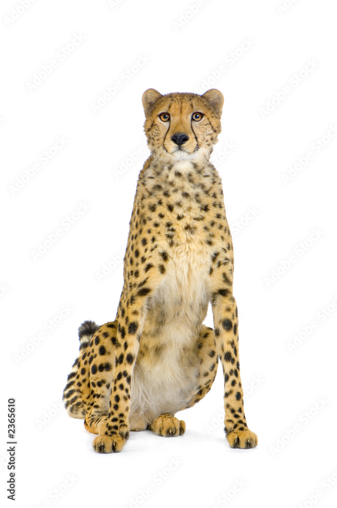 Fototapeta premium guépard adulte assis