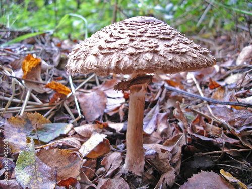 toadstool in leaves