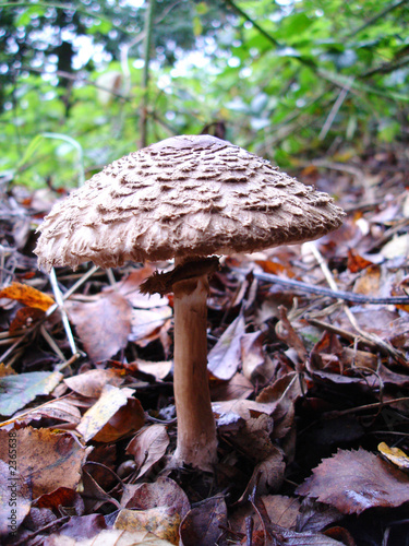 single fungus