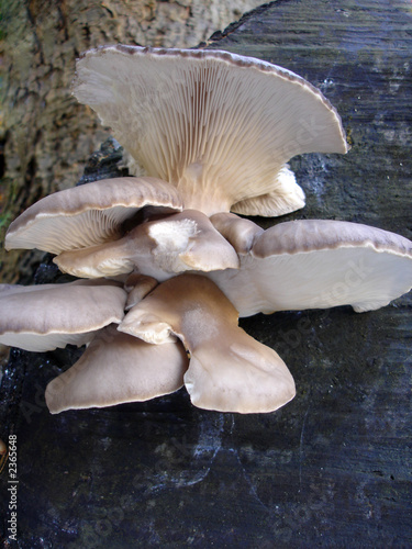 fungi on a tree