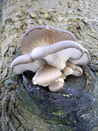 fungus on a tree