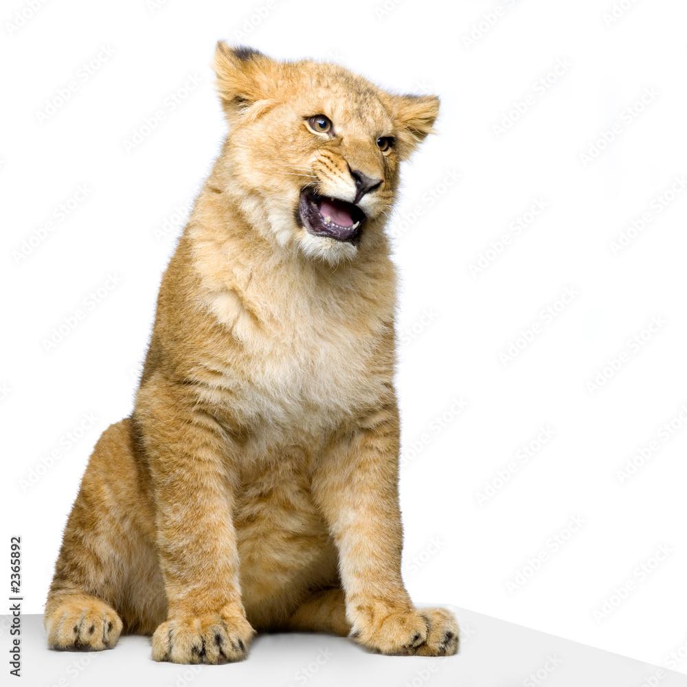lionceau de 7 mois assis lionceau de 7 mois assis