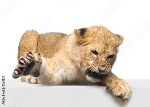 Fotografie lionceau de 7 mois couché