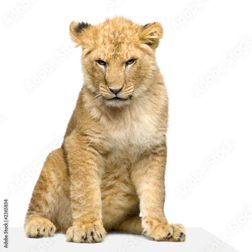 lionceau de 7 mois assis © Eric Isselée