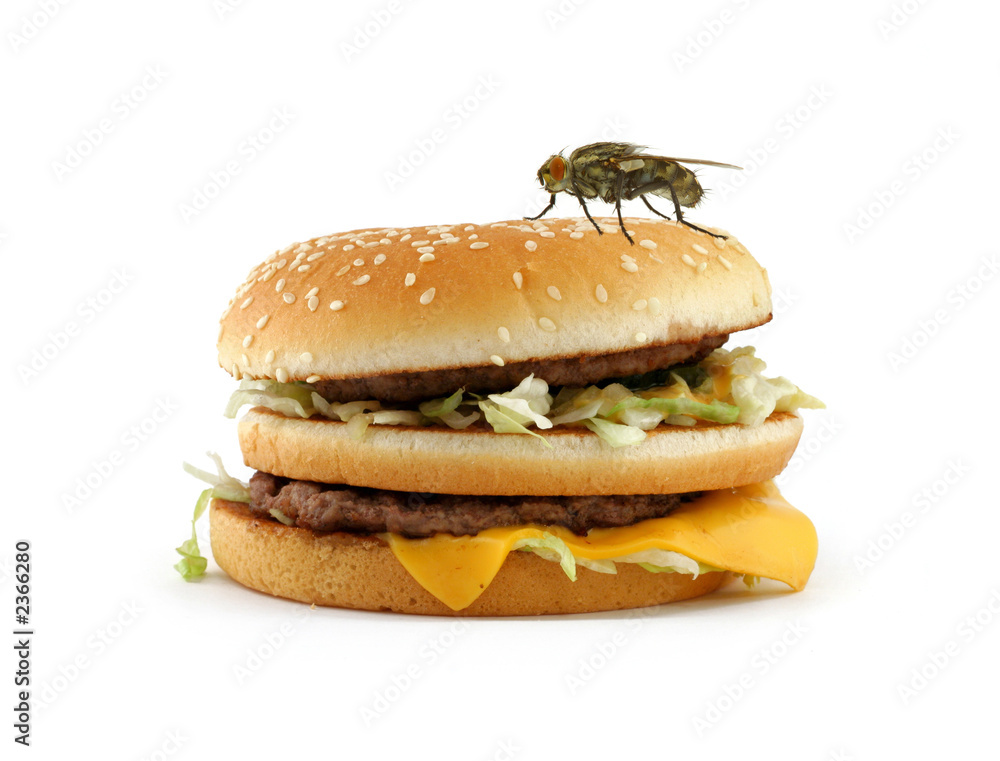 home fly sitting on appetizing hamburger home fly sitting on appetizing hamburger