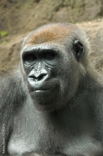 gorilla thinking © David Biagi