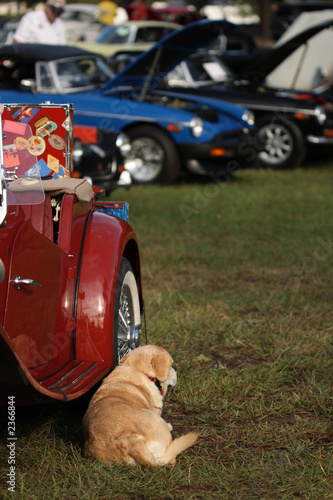 Dog sitting by vintage car at show