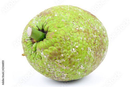 breadfruit photo
