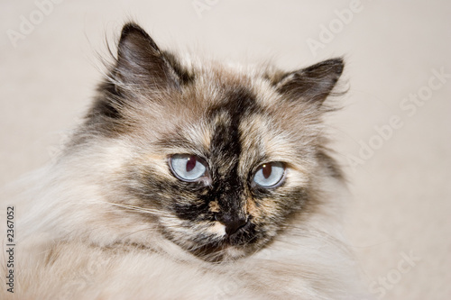  blue eyes cat