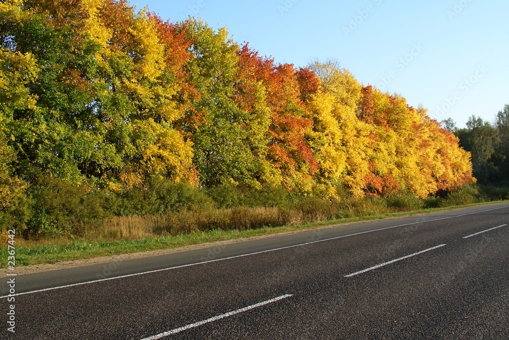 golden autumn