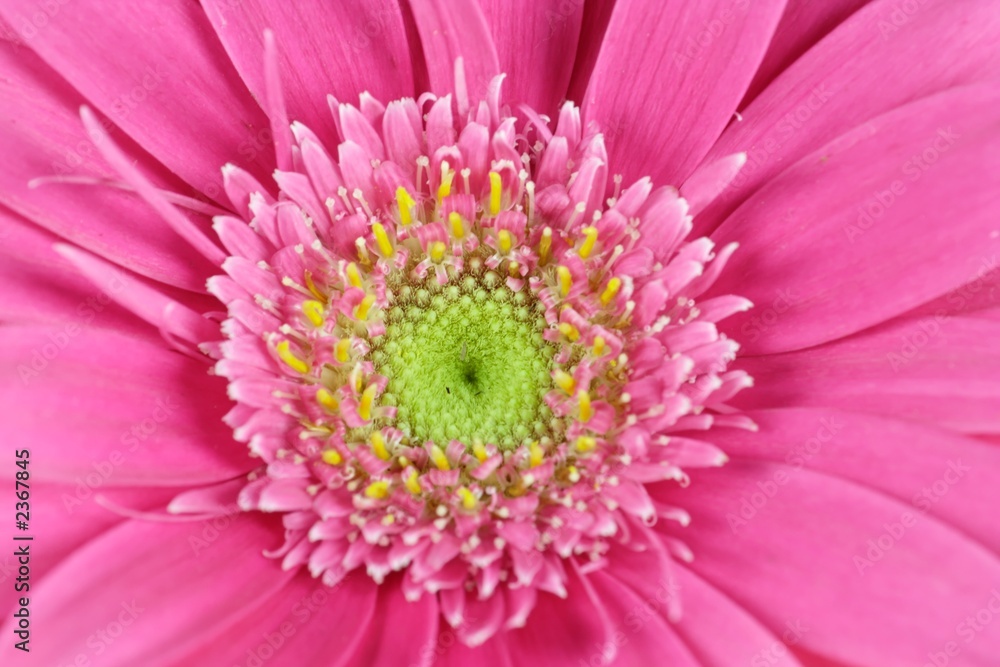 gerbera gerbera