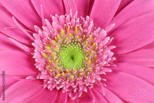 gerbera