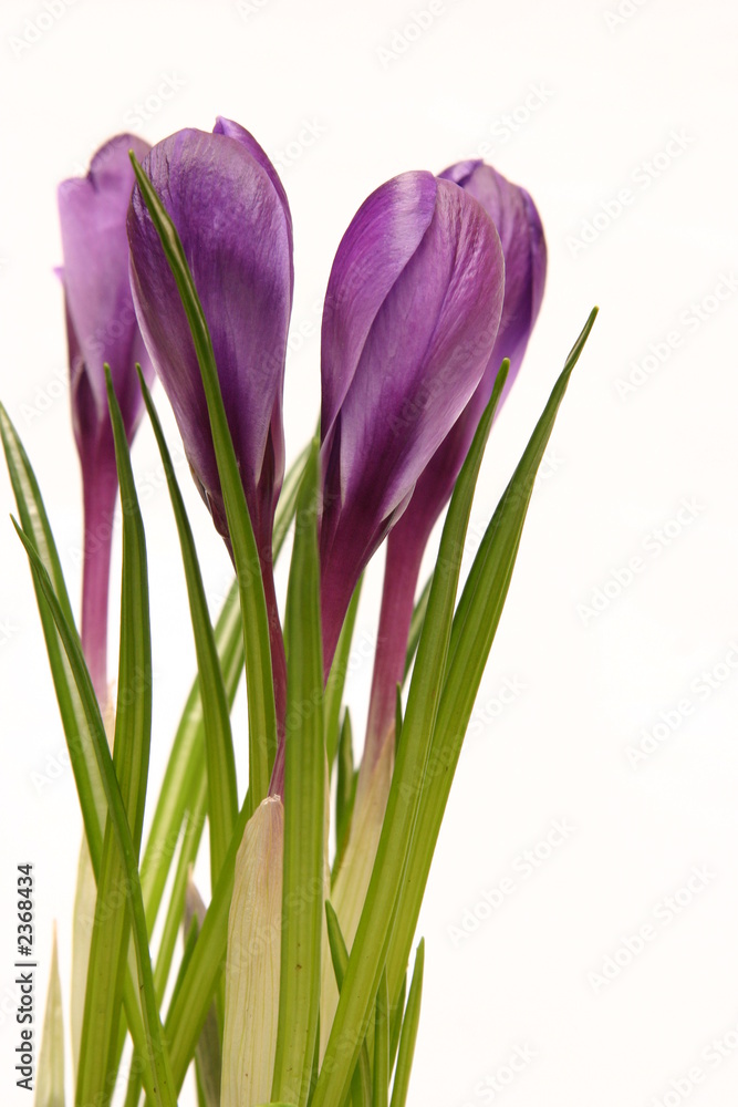 Naklejka premium violet crocuses