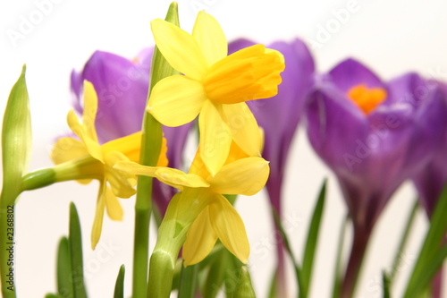 crocuses and daffodils