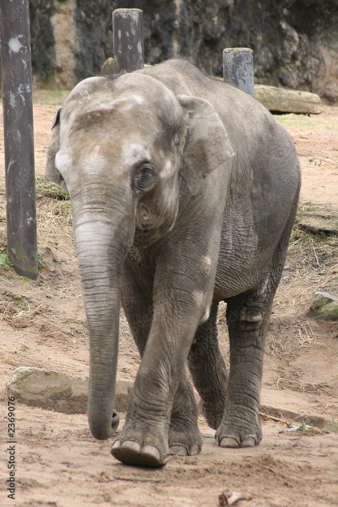 Obraz premium elephant running