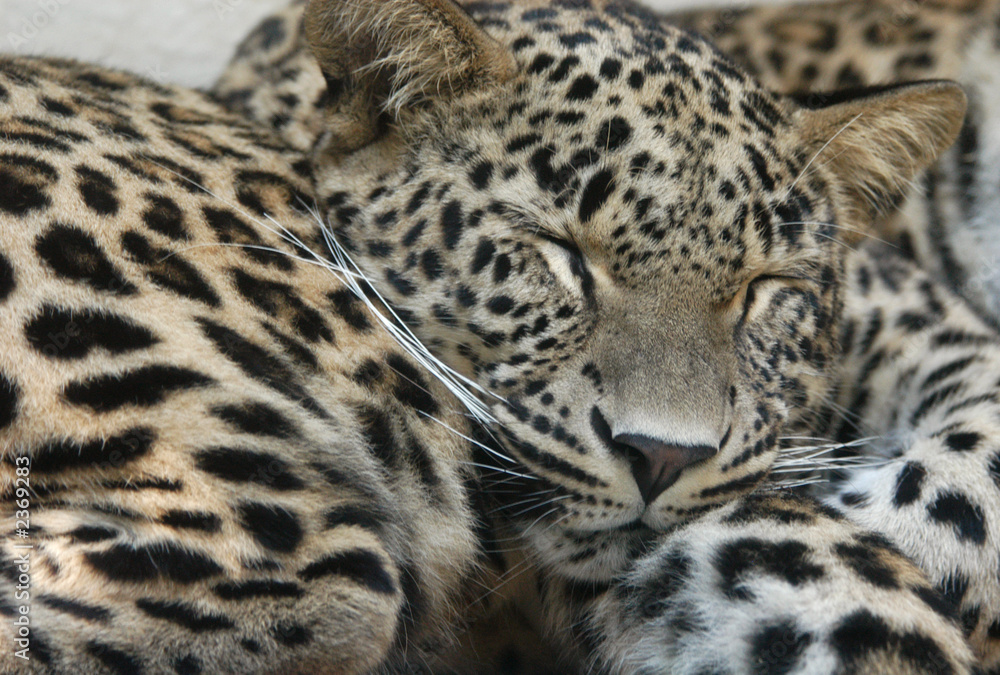 persian leopards persian leopards