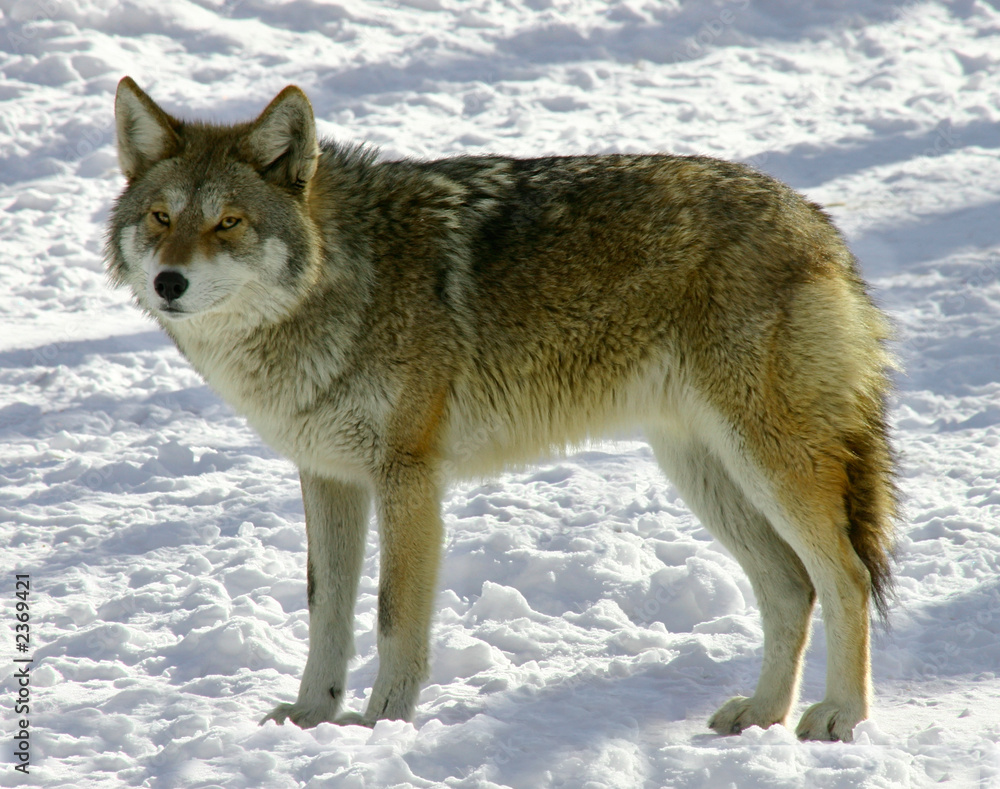 coyote coyote