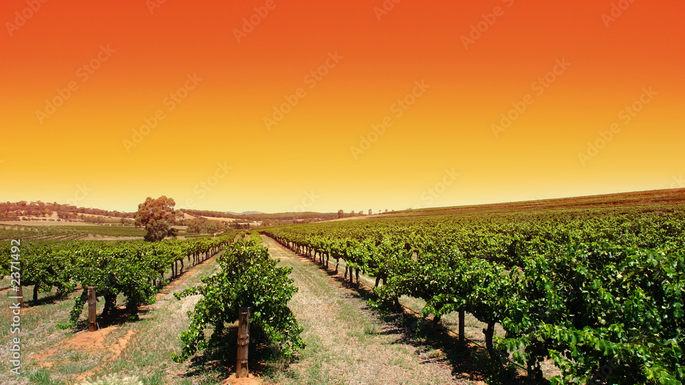 Naklejka premium clear sky vineyard